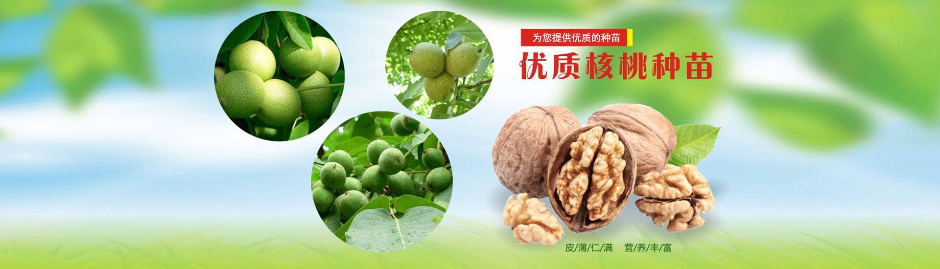 果樹苗批發