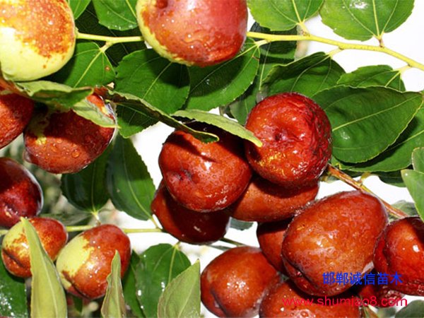 棗樹(shù)