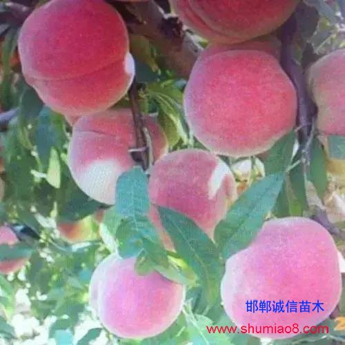 什么樣的桃苗是優(yōu)質(zhì)桃苗？桃子種類日漸多樣化，咱們種哪個(gè)？