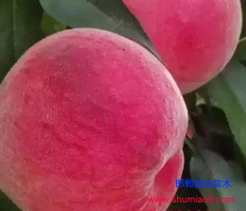 什么樣的桃苗是優(yōu)質(zhì)桃苗？桃子種類日漸多樣化，咱們種哪個(gè)？