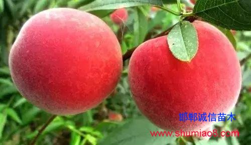 什么樣的桃苗是優(yōu)質(zhì)桃苗？桃子種類日漸多樣化，咱們種哪個(gè)？