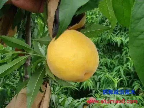 什么樣的桃苗是優(yōu)質(zhì)桃苗？桃子種類日漸多樣化，咱們種哪個(gè)？