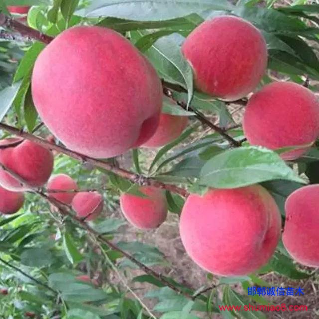什么樣的桃苗是優(yōu)質(zhì)桃苗？桃子種類日漸多樣化，咱們種哪個(gè)？
