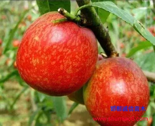 什么樣的桃苗是優(yōu)質(zhì)桃苗？桃子種類日漸多樣化，咱們種哪個(gè)？