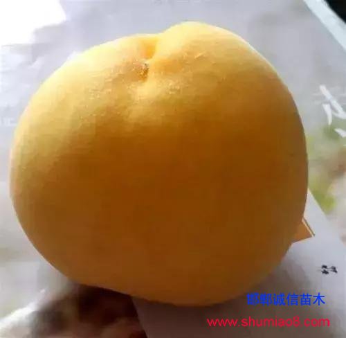 什么樣的桃苗是優(yōu)質(zhì)桃苗？桃子種類日漸多樣化，咱們種哪個(gè)？