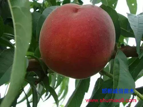 什么樣的桃苗是優(yōu)質(zhì)桃苗？桃子種類日漸多樣化，咱們種哪個(gè)？