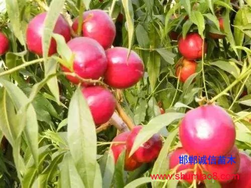 什么樣的桃苗是優(yōu)質(zhì)桃苗？桃子種類日漸多樣化，咱們種哪個(gè)？