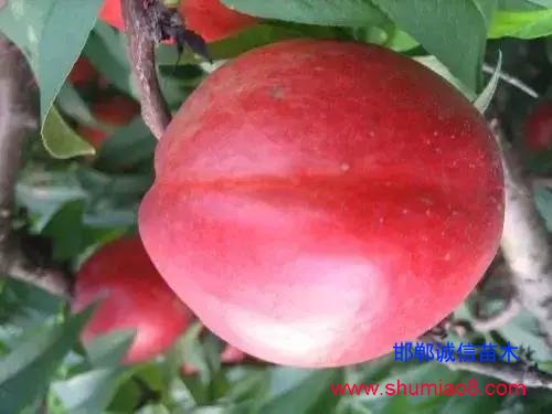 什么樣的桃苗是優(yōu)質(zhì)桃苗？桃子種類日漸多樣化，咱們種哪個(gè)？