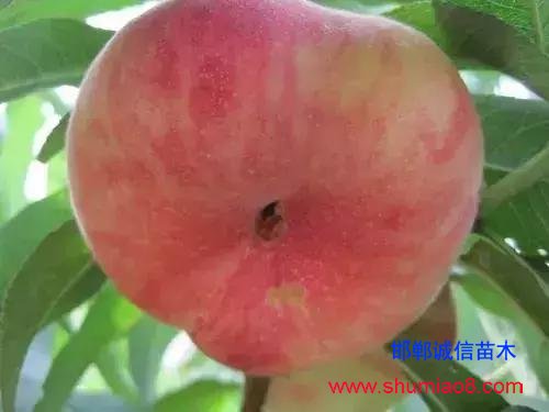 什么樣的桃苗是優(yōu)質(zhì)桃苗？桃子種類日漸多樣化，咱們種哪個(gè)？