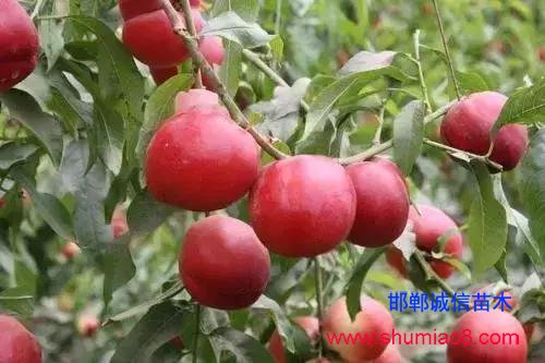 什么樣的桃苗是優(yōu)質(zhì)桃苗？桃子種類日漸多樣化，咱們種哪個(gè)？