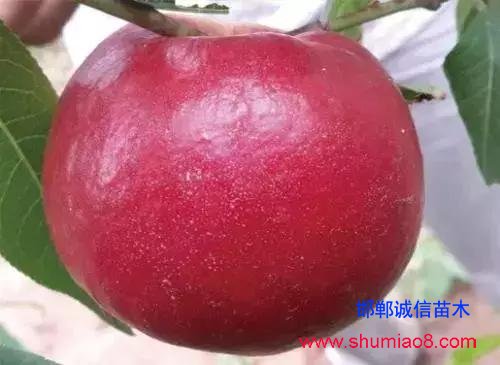 什么樣的桃苗是優(yōu)質(zhì)桃苗？桃子種類日漸多樣化，咱們種哪個(gè)？