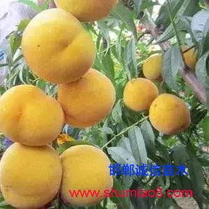 什么樣的桃苗是優(yōu)質(zhì)桃苗？桃子種類日漸多樣化，咱們種哪個(gè)？