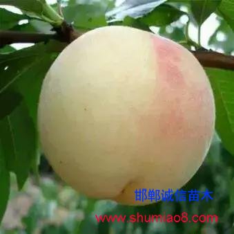 什么樣的桃苗是優(yōu)質(zhì)桃苗？桃子種類日漸多樣化，咱們種哪個(gè)？