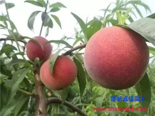 什么樣的桃苗是優(yōu)質(zhì)桃苗？桃子種類日漸多樣化，咱們種哪個(gè)？