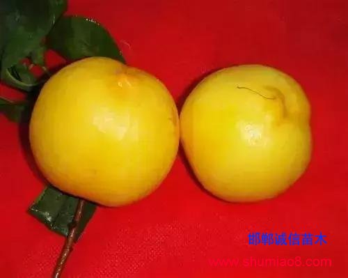 什么樣的桃苗是優(yōu)質(zhì)桃苗？桃子種類日漸多樣化，咱們種哪個(gè)？