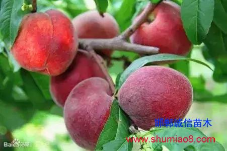 什么樣的桃苗是優(yōu)質(zhì)桃苗？桃子種類日漸多樣化，咱們種哪個(gè)？