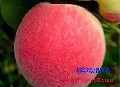 什么樣的桃苗是優(yōu)質(zhì)桃苗？桃子種類日漸多樣化，咱們種哪個(gè)？
