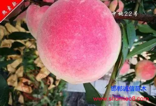 什么樣的桃苗是優(yōu)質(zhì)桃苗？桃子種類日漸多樣化，咱們種哪個(gè)？