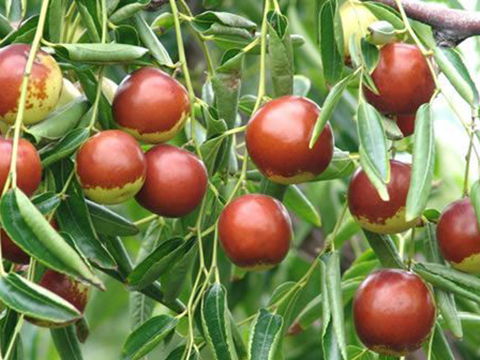 棗樹(shù)苗